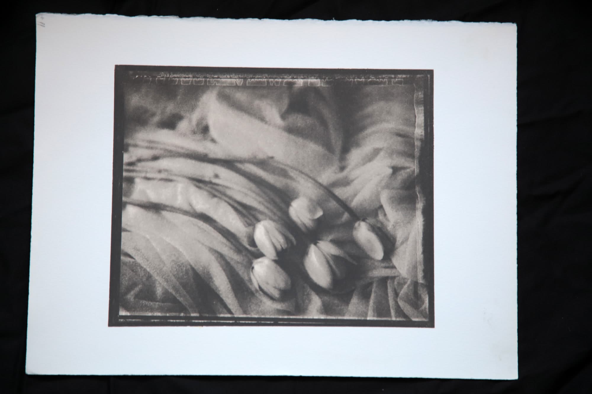 011 — Tulipány, Praha, 2004 (Edice 12/20)
