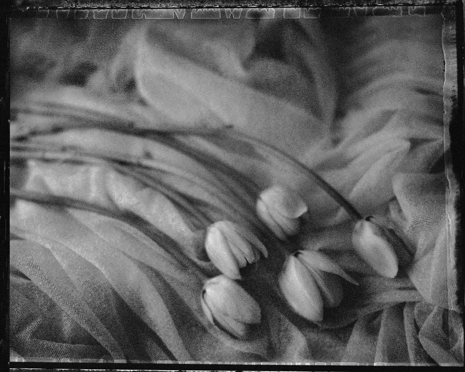 011 — Tulipány, Praha, 2004