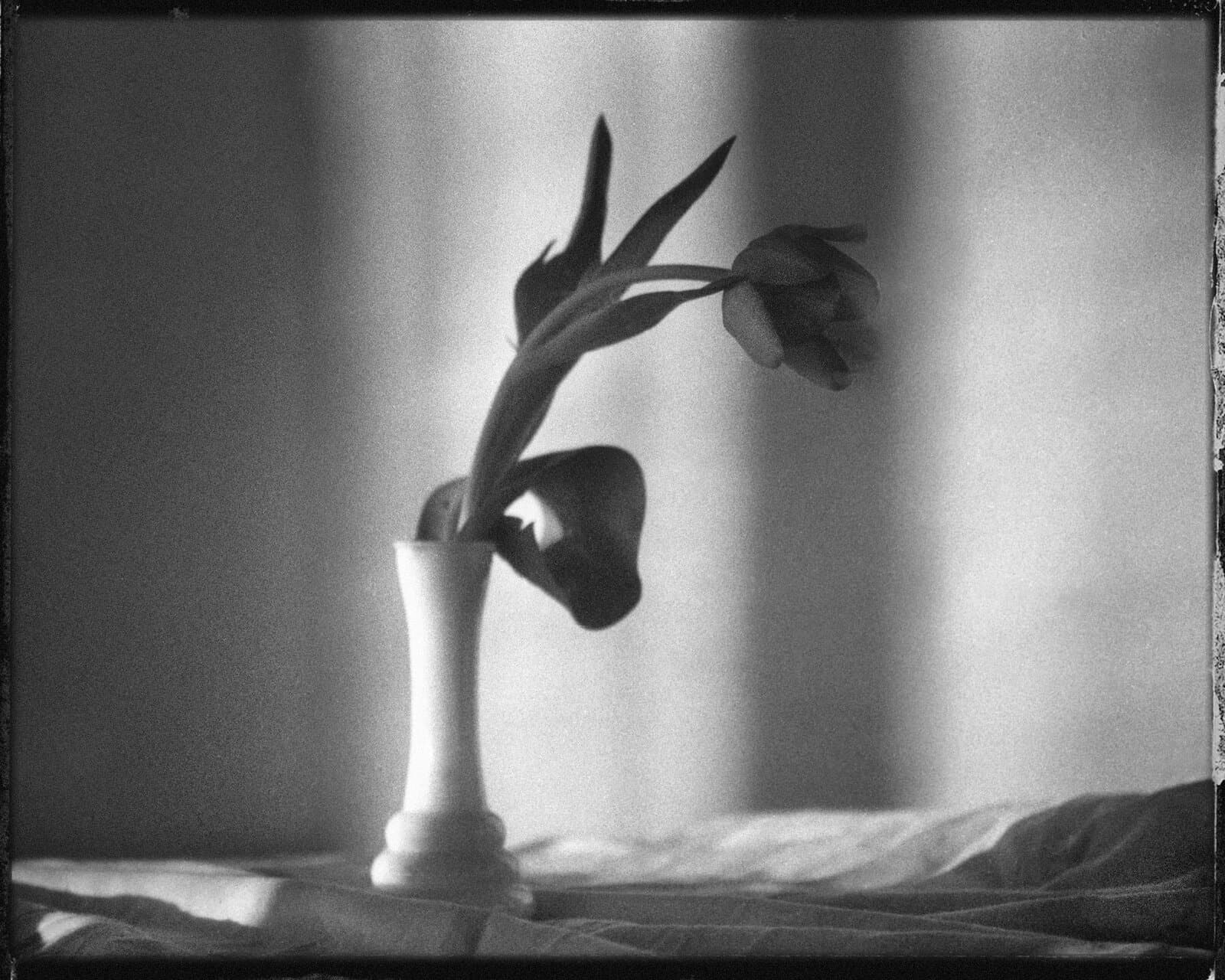 049 — Tulipa n, Praha, 2005
