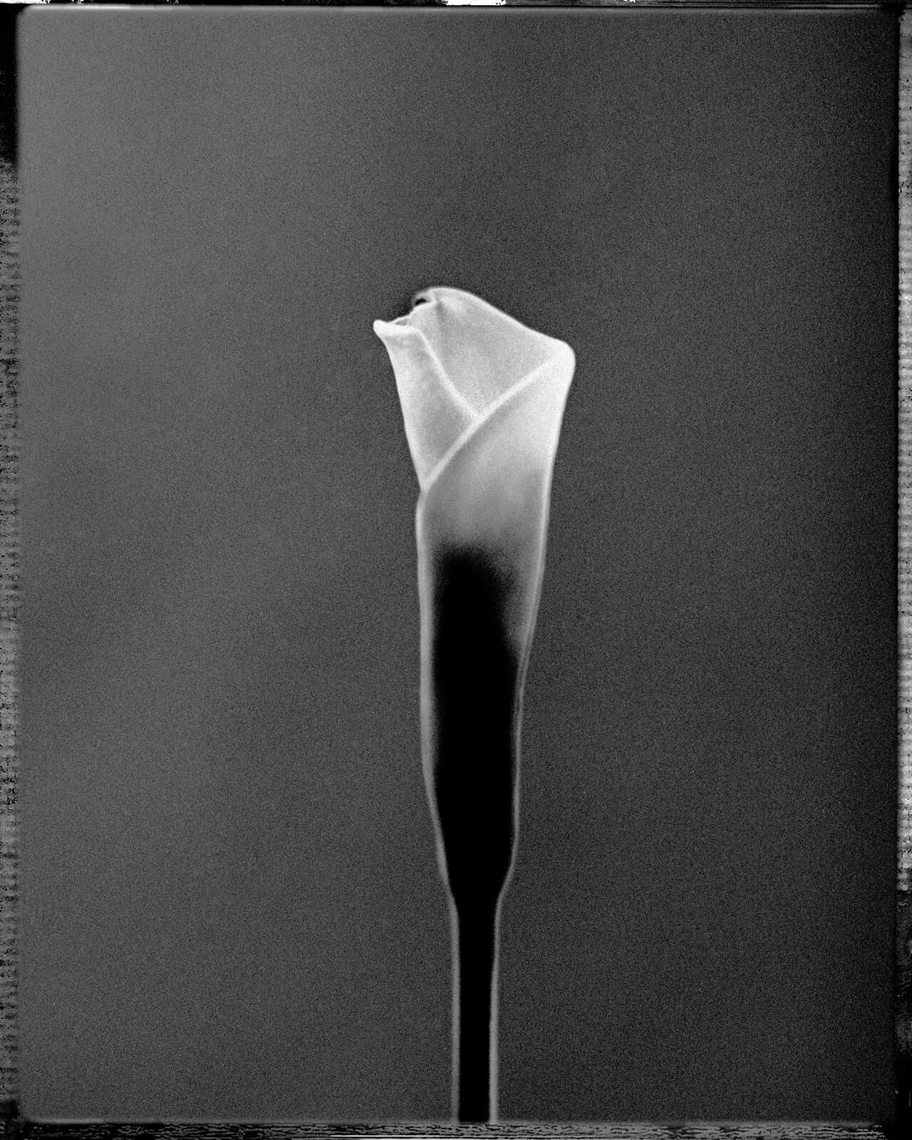 108 — Lilie, Praha, 1997