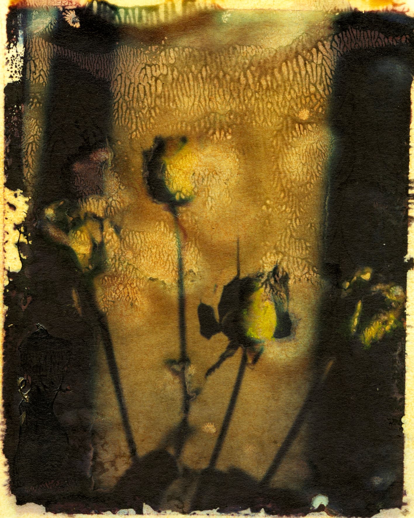 174 — Roses, New York, 1988