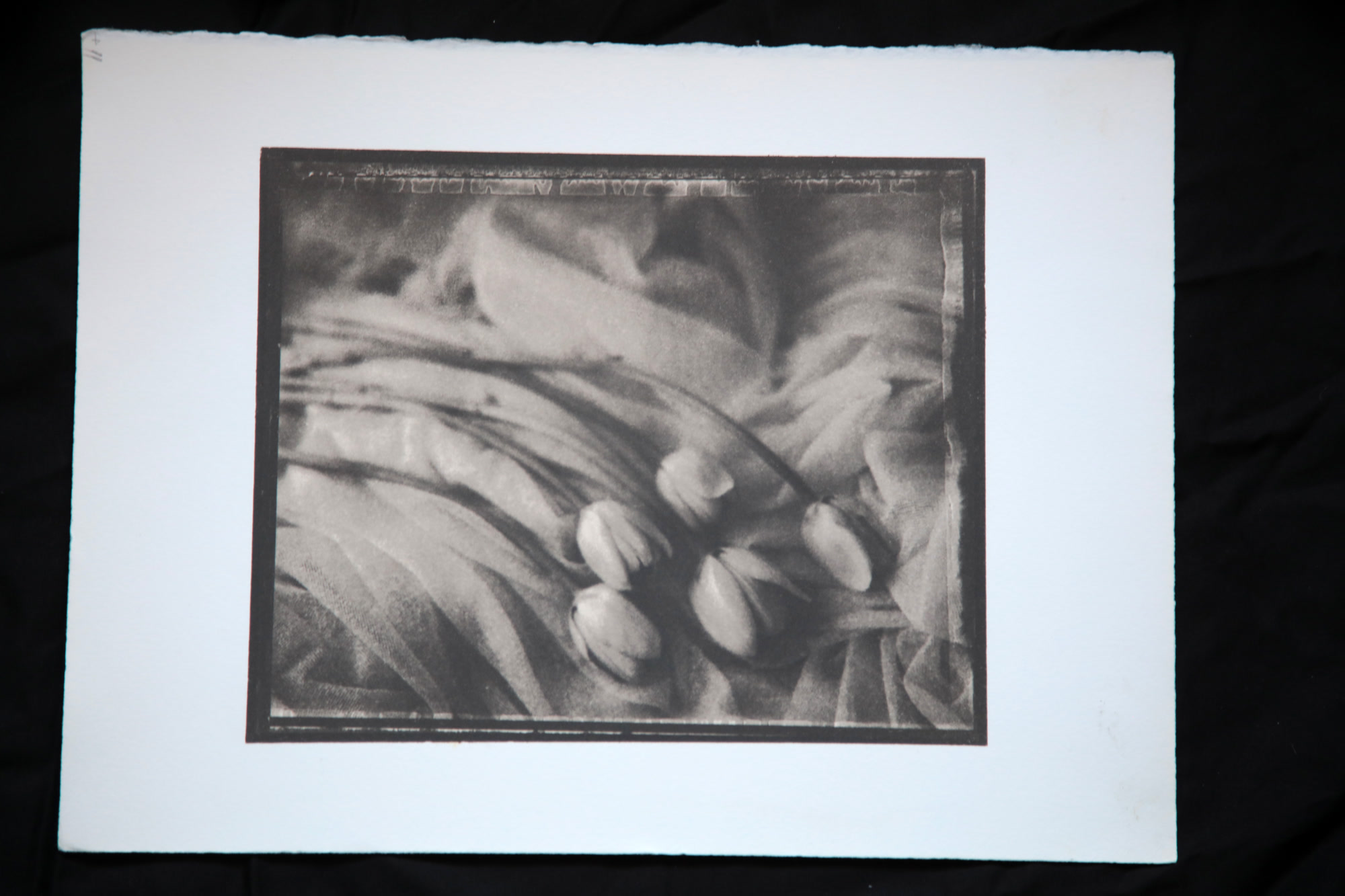 011 — Tulipány, Praha, 2004 (Edice 12/20)